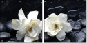32251345