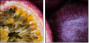 36705995