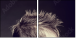 43317658