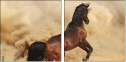 43906966