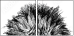 44646006