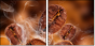 47749181