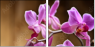 48156250