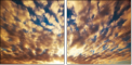 49042592