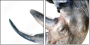 49240267