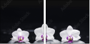 49632370