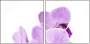50610337