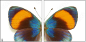 51555620