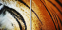 51974402