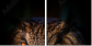 54170088