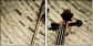 54506799