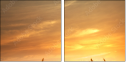 54974402