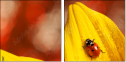 55820987
