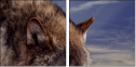 57250614
