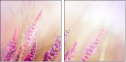 58998785