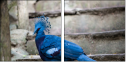 60046896
