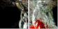 60316396