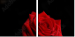 60429320