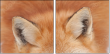 62758452