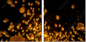 64122199