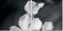 64479255