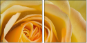 64954045