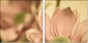 65771321