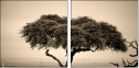 67091095