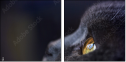 67261784