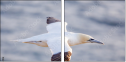 68956186