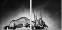 71412657