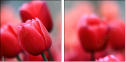 76096373