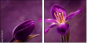 79035921