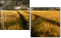 27477176