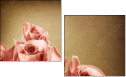 29543249
