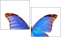29644334