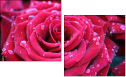 30650072