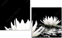 31116780