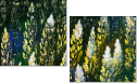 32753378