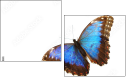 36681830