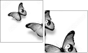 42537223
