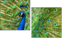 43782837