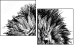 44646006