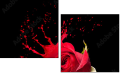45070058