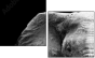 46583459