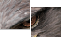 49245808