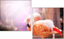 50330504