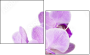 50610337