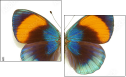 51555620