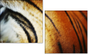 51974402